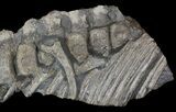 Articulated Ichthyosaur Vertebra - Port Mulgrave, England #62899-4